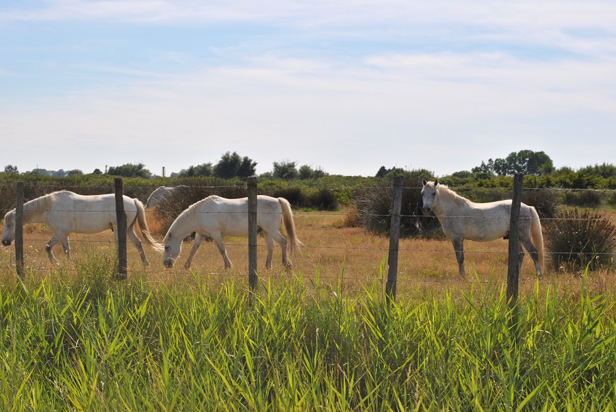 Camargue