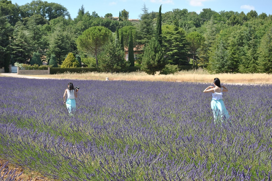 Campi di Lavanda