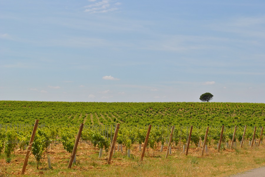 Chateauneuf du Pape