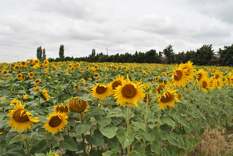 Girasoli Camargue