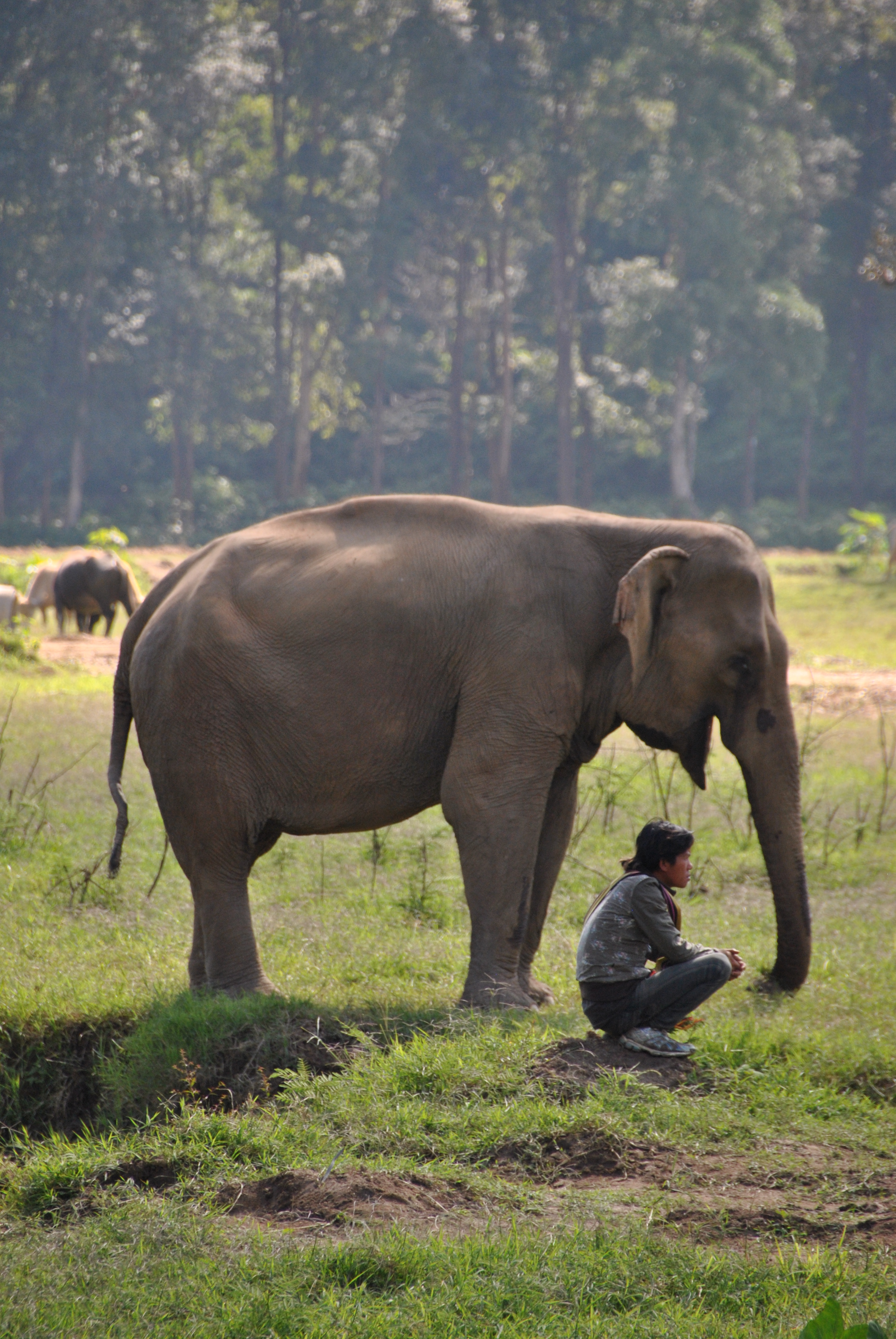 Amici di diverse specie, Thailandia